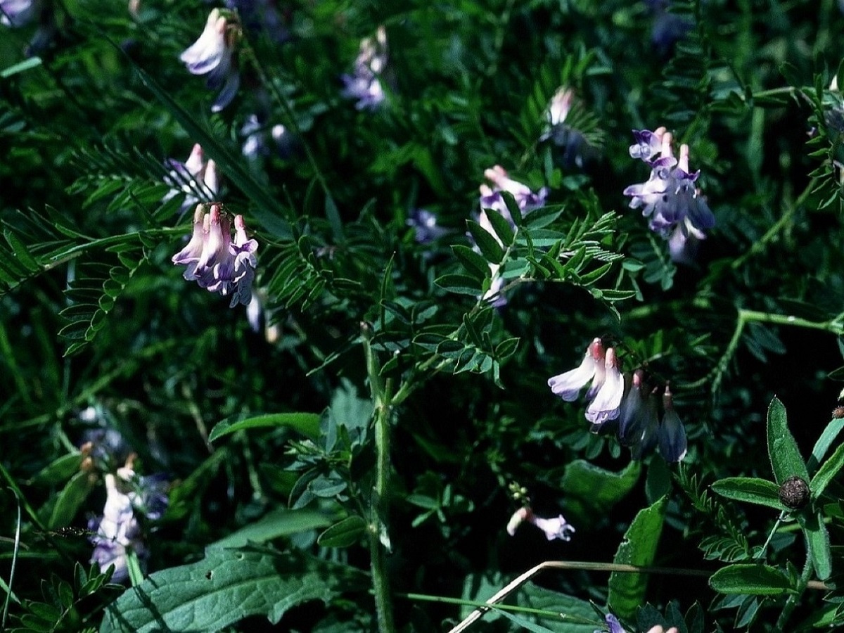 Vicia orobus (Fabaceae)